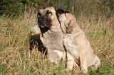 KANGAL 100